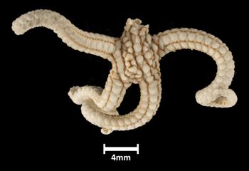 Media type: image;   Invertebrate Zoology OPH-2698 Description: Top down view of single ophiuroid specimen with a scale bar.;  Aspect: dorsal
